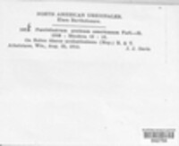 Aculeastrum americanum image